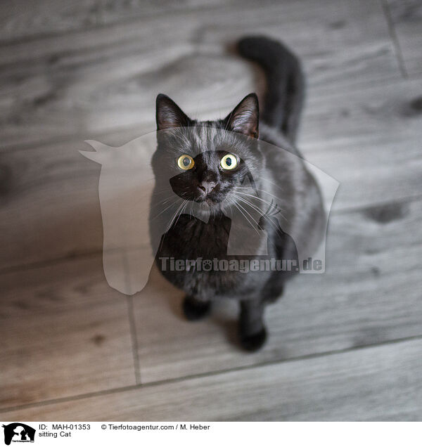 sitting Cat / MAH-01353