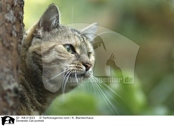 Domestic Cat portrait / KB-01823