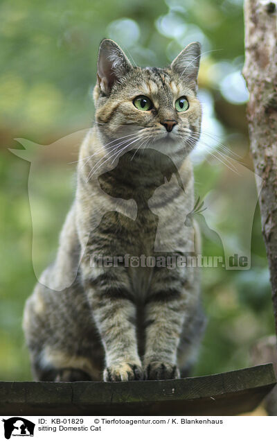 sitting Domestic Cat / KB-01829