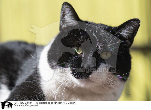 Domestic Cat portrait / HBO-03184