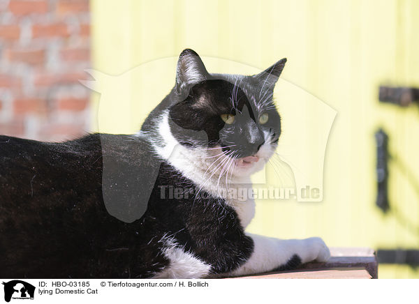 lying Domestic Cat / HBO-03185