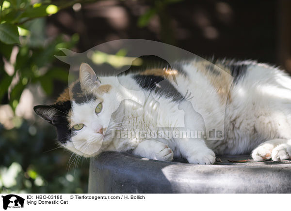 liegende Hauskatze / lying Domestic Cat / HBO-03186