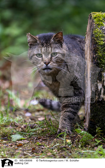 walking Cat / WS-08898
