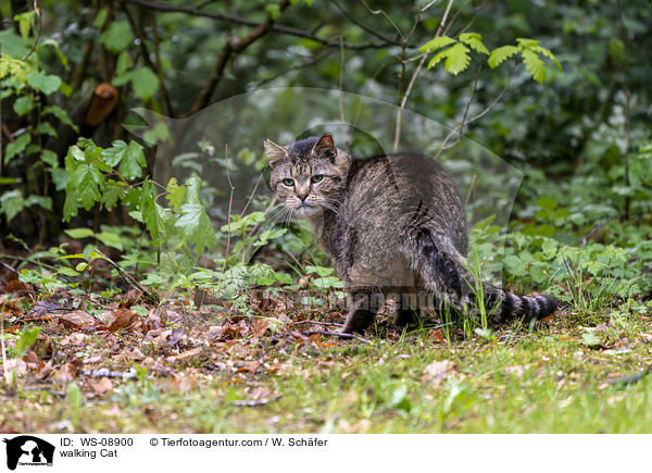 walking Cat / WS-08900