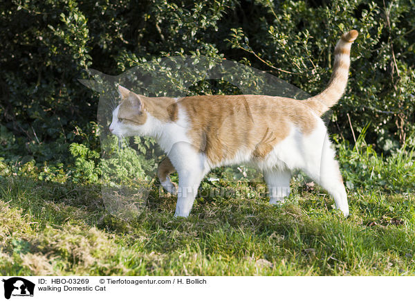 walking Domestic Cat / HBO-03269