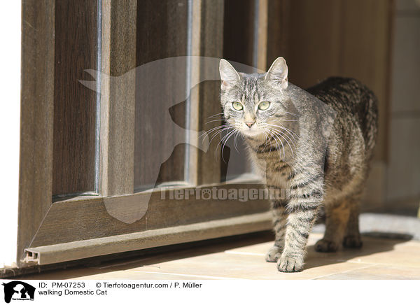 walking Domestic Cat / PM-07253