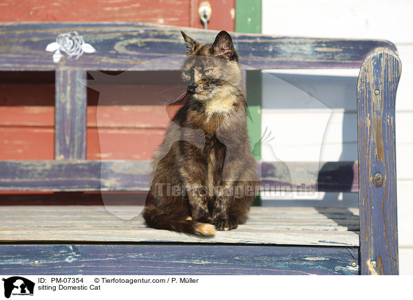sitzende Hauskatze / sitting Domestic Cat / PM-07354