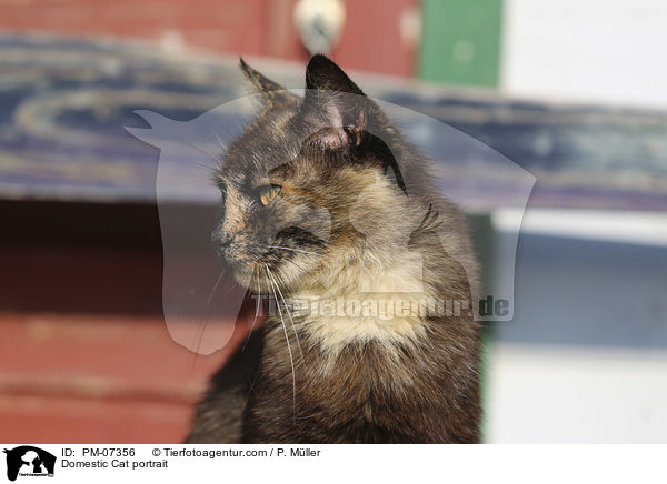 Hauskatze Portrait / Domestic Cat portrait / PM-07356