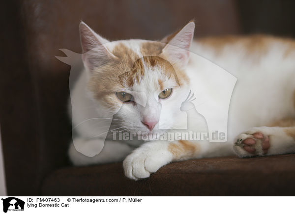 lying Domestic Cat / PM-07463