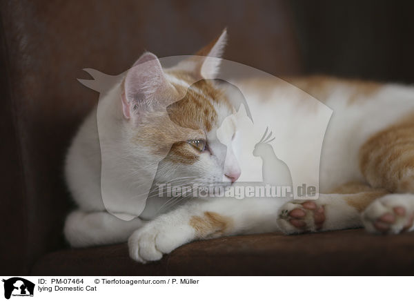 lying Domestic Cat / PM-07464