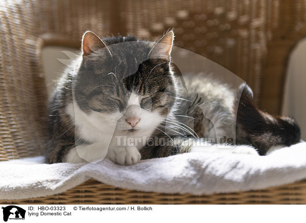 lying Domestic Cat / HBO-03323