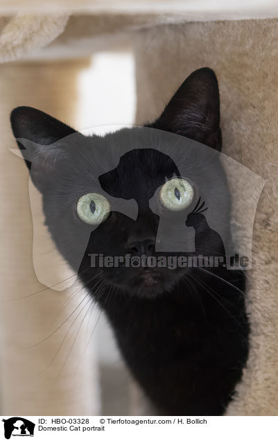 Domestic Cat portrait / HBO-03328