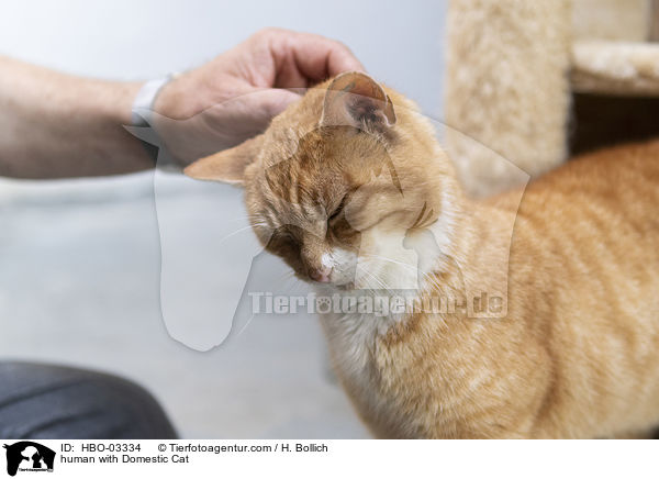 human with Domestic Cat / HBO-03334