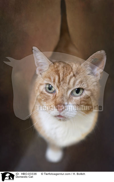 Domestic Cat / HBO-03336