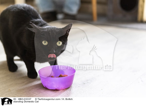 stehende Hauskatze / standing Domestic Cat / HBO-03337