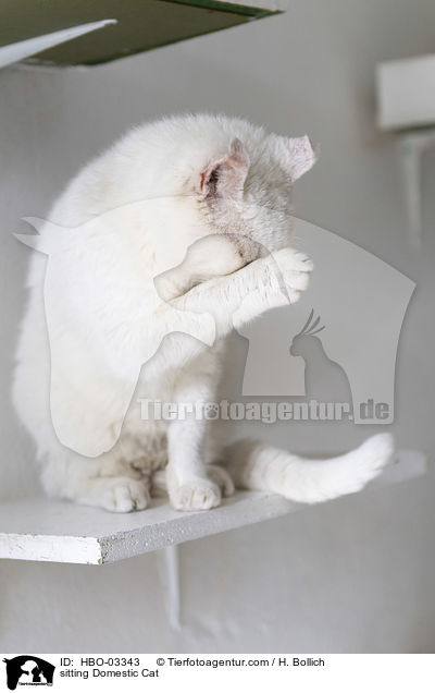 sitting Domestic Cat / HBO-03343