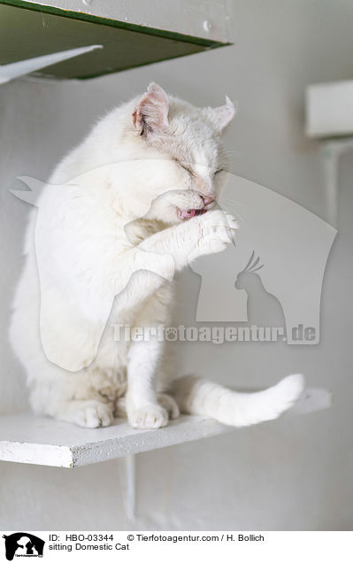 sitting Domestic Cat / HBO-03344