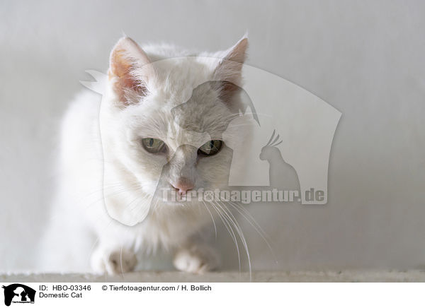 Domestic Cat / HBO-03346