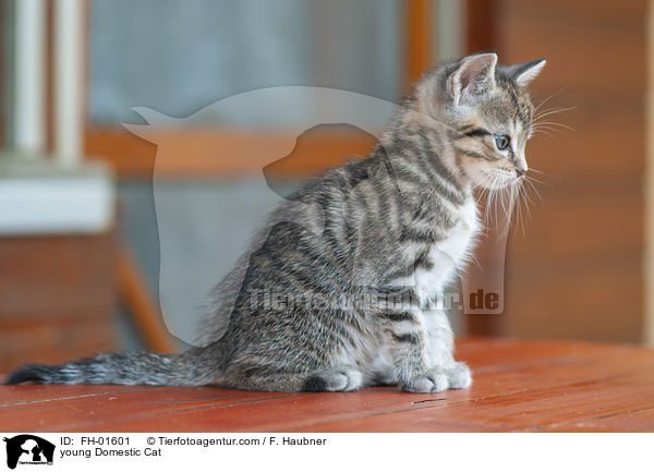 young Domestic Cat / FH-01601
