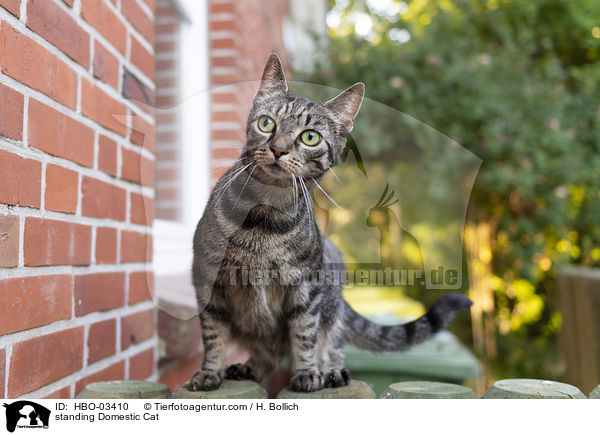 standing Domestic Cat / HBO-03410