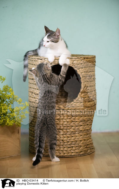 playing Domestic Kitten / HBO-03414