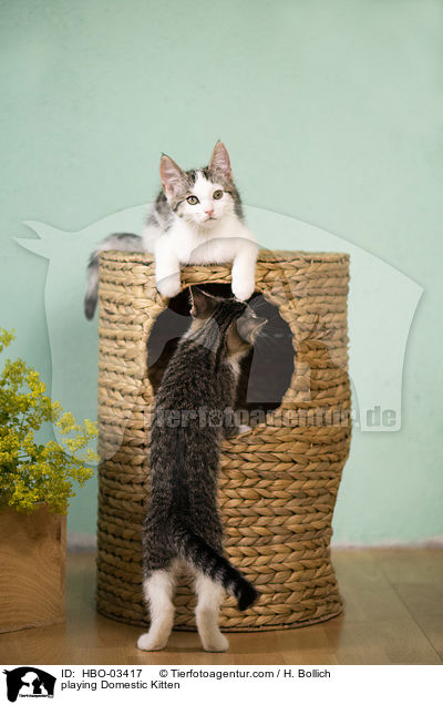 playing Domestic Kitten / HBO-03417