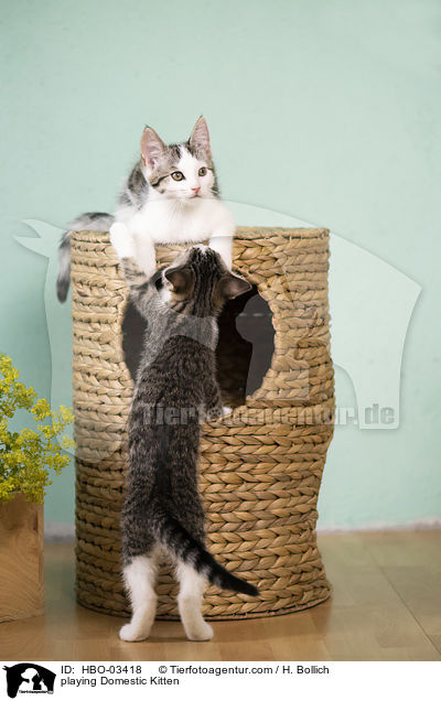 playing Domestic Kitten / HBO-03418