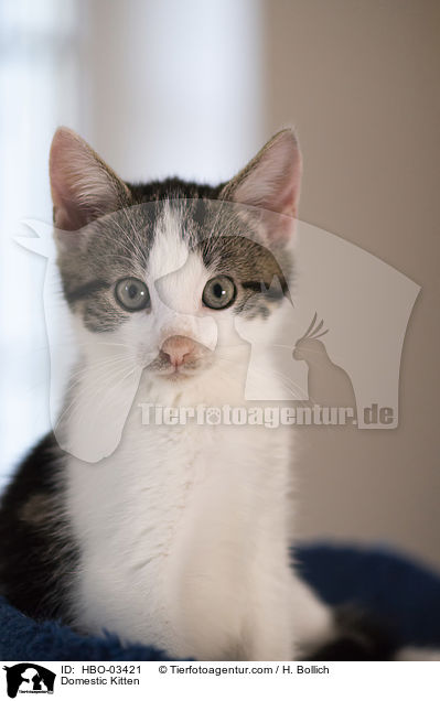 Domestic Kitten / HBO-03421