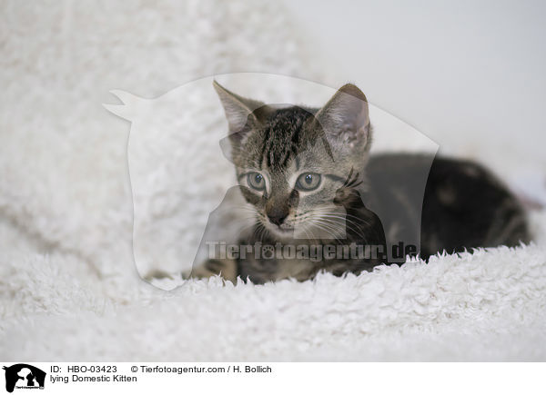 lying Domestic Kitten / HBO-03423
