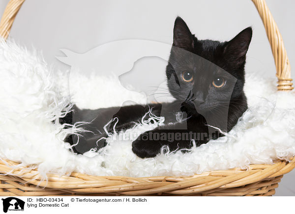 lying Domestic Cat / HBO-03434