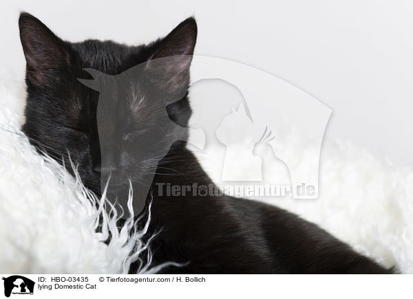 lying Domestic Cat / HBO-03435