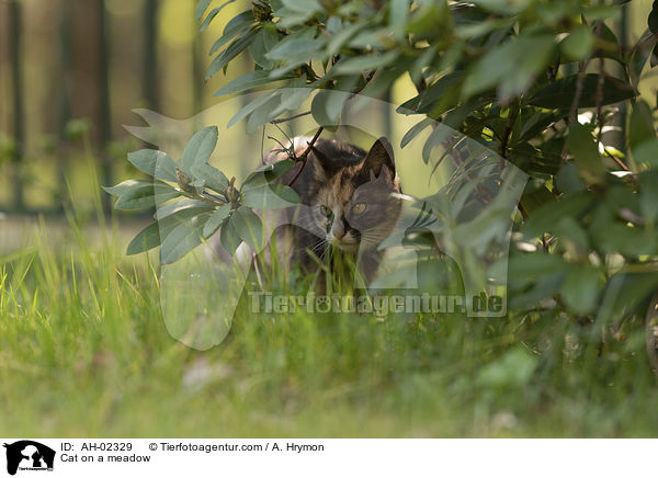 Katze auf einer Wiese / Cat on a meadow / AH-02329