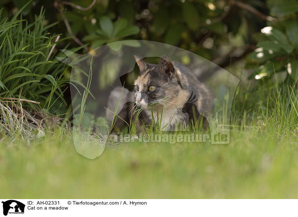 Katze auf einer Wiese / Cat on a meadow / AH-02331