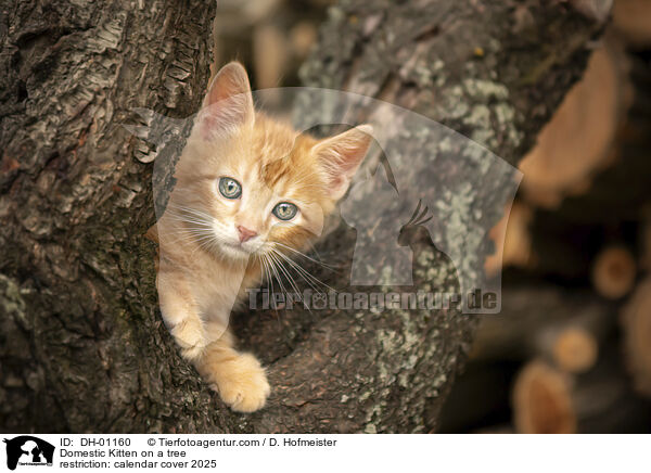 Domestic Kitten on a tree / DH-01160