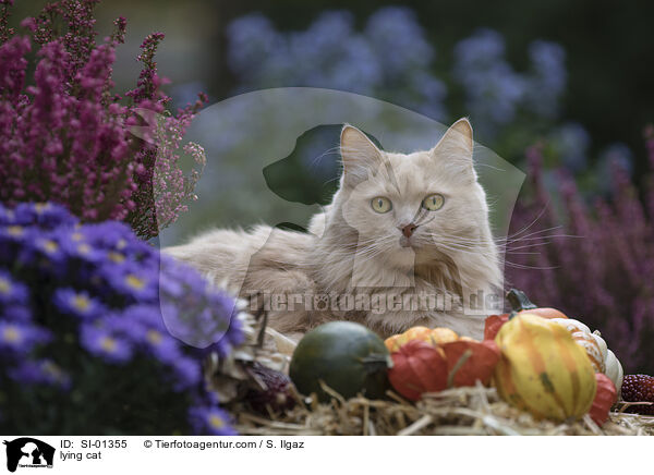 liegende Mischlingskatze / lying cat / SI-01355