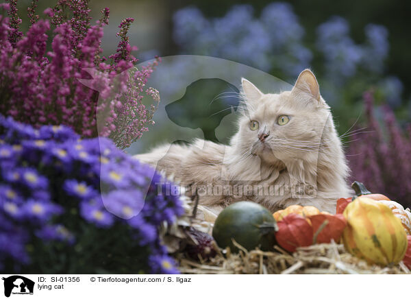 liegende Mischlingskatze / lying cat / SI-01356