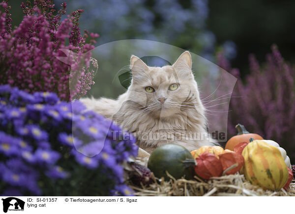 liegende Mischlingskatze / lying cat / SI-01357