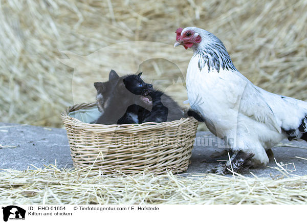 Ktzchen und Huhn / Kitten and chicken / EHO-01654