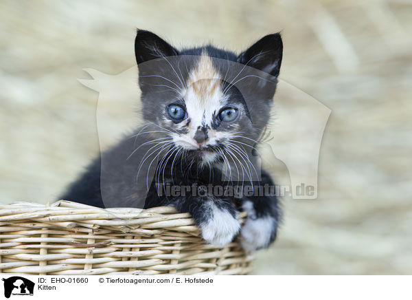 Ktzchen / Kitten / EHO-01660