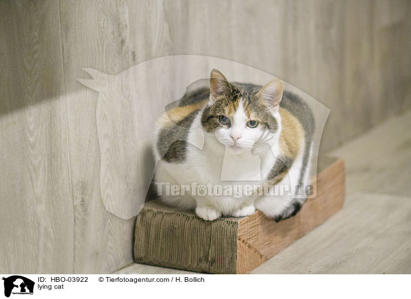liegende Hauskatze / lying cat / HBO-03922