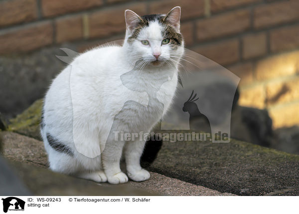 sitting cat / WS-09243
