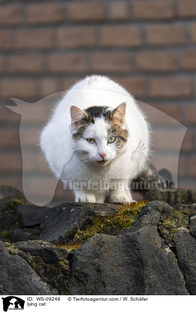 liegende Katze / lying cat / WS-09248