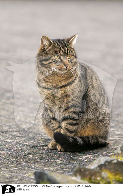 sitting cat / WS-09255