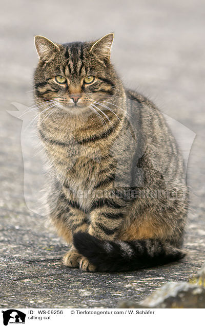 sitting cat / WS-09256