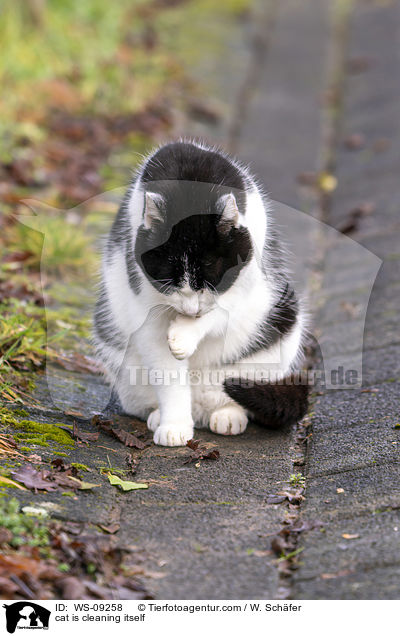 cat is cleaning itself / WS-09258