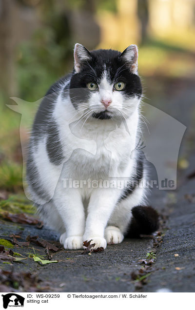 sitting cat / WS-09259