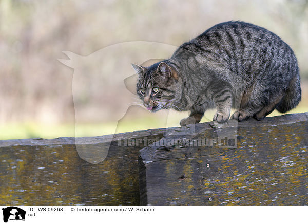 cat / WS-09268