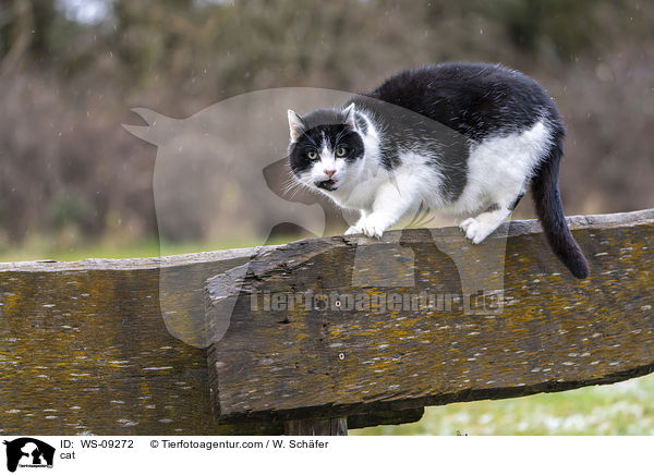 cat / WS-09272
