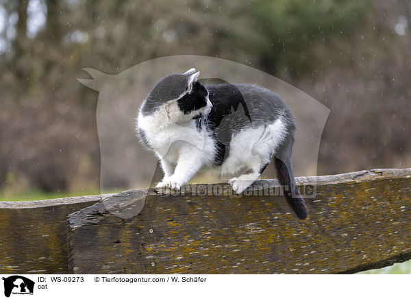 cat / WS-09273