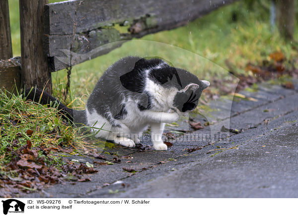 cat is cleaning itself / WS-09276